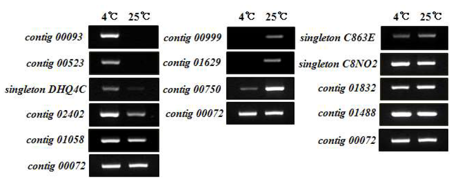 RT-PCR을 이용해 온도에 따라 다르게 발현하는 ArF6 유전자들의 발현 양상을 확인