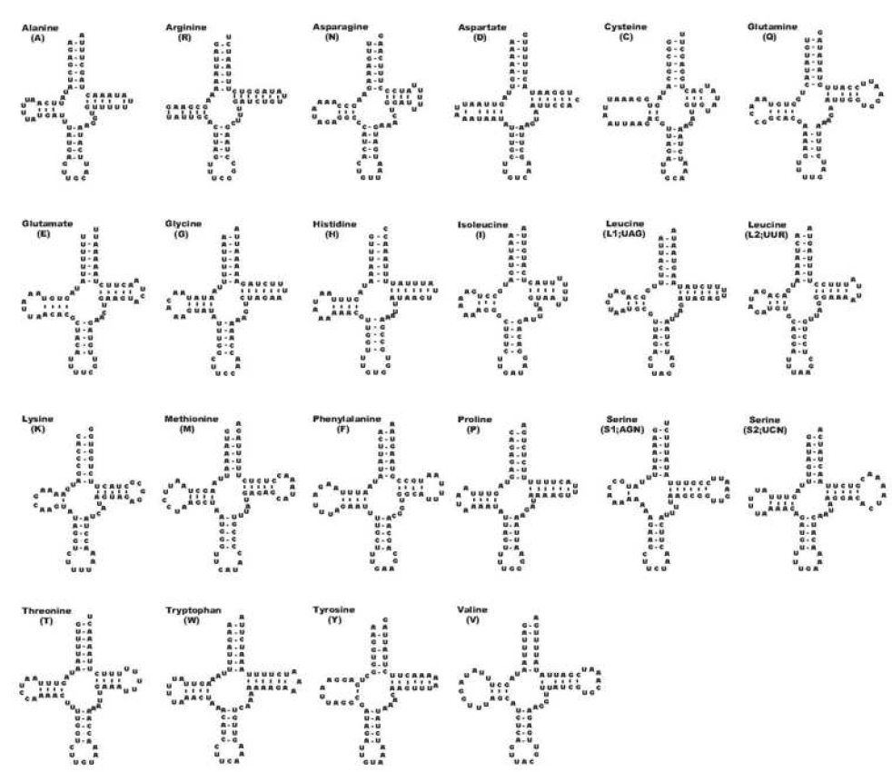 22개 tRNA들의 이차 구조