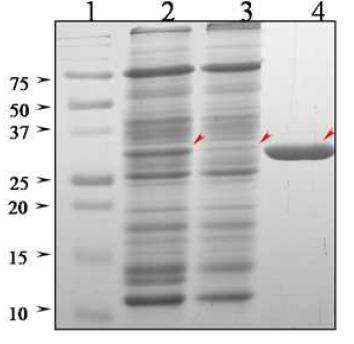 Purification of Bryohealin from B. plumosa. SDS-PAGE analysis.