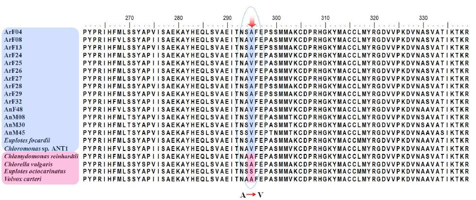 Multiple α-tubulin sequence of polar microalgae with other psychrophilic (blue box) and mesophillic organisms (red box).