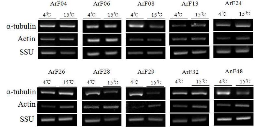 RT-PCR analysis of α-tubulin gene from polar microalgae in response to temperature condition.