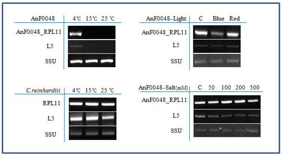 AnF0048_RPL11 mRNA expression levels relative to SSU mRNA levels under different temperatures, light and salt analyzed by RT-PCR.