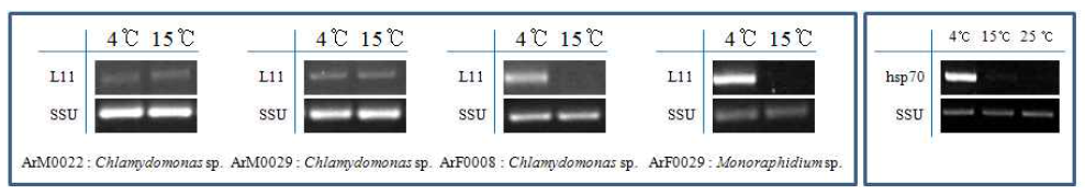 RPL11 mRNA and hsp70 mRNA expression levels relative to SSU mRNA level under different temperatures and different species analyzed by RT-PCR.