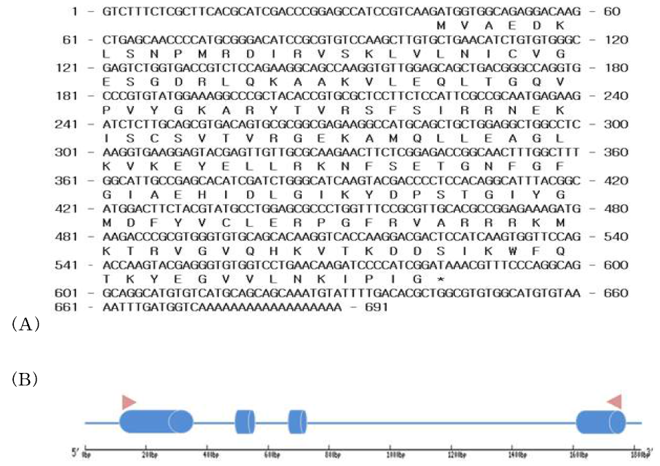 (A) The full-length cDNA sequence and deduced amino acid sequence of AnF0048_RPL11 cDNA. (B) Schematic representation of AnF0048_RP L11 genestructure.