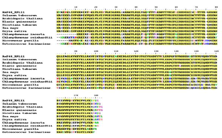 Multiple alignments of amino acid sequences of AnF0048_RPL11 with different species of RPL11.