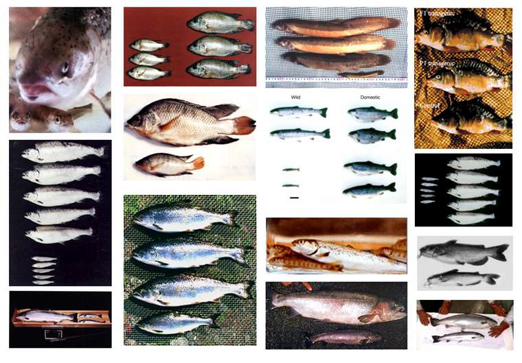 고속성장, 질병저항 및 생물반응기 등 분야에서 시험 연구개발 중인중대형 형질전환 어류들