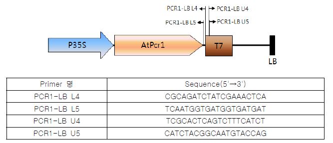 PCR1 포플러의 도입유전자 LB region 삽입 위치 확인에 사용된primer의 위치 및 sequence