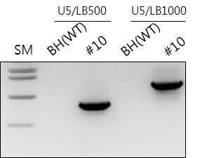 PCR1 포플러 event 10의 LB region vector backbone 삽입 확인 gel분리 양상