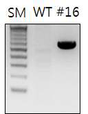 PCR1 포플러 LB region의 도입위치 확인 gel 분리 양상