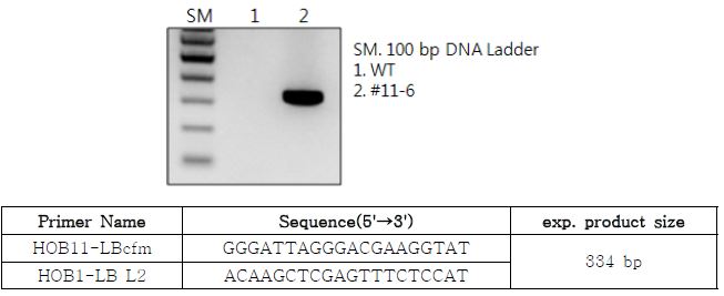 HOB1 벼 event 11-6의 LB-flanking region의 confirmation PCR산물의 agarose gel