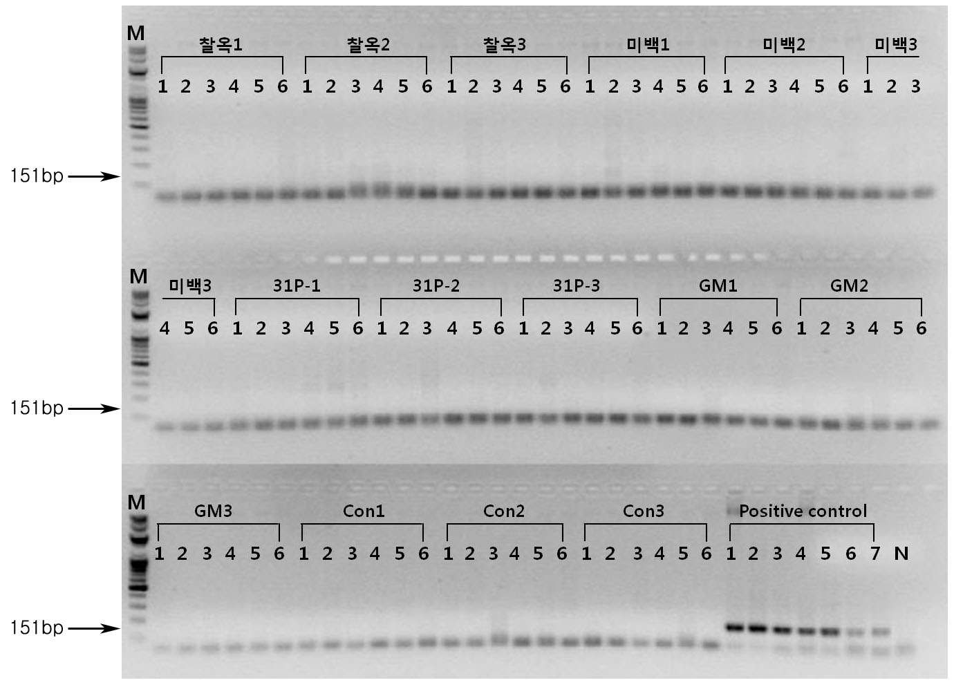 PCR product 전기영동결과. 8월 16일 채취한 시료에서 추출한 genomic