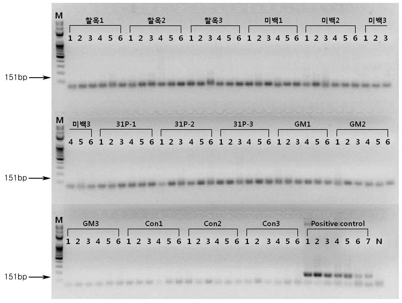 PCR product 전기영동결과. 8월 16일 채취한 시료에서 추출한 Extracellular DNA에서 옥수수 내재유전자 SSllb를 검출