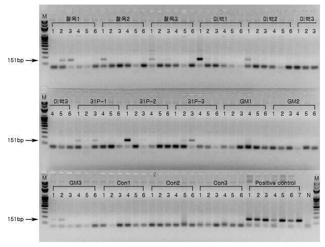 PCR product 전기영동결과. 9월 6일 채취한 시료에서 추출한 genomic DNA에서 옥수수 내재유전자 SSllb를 검출