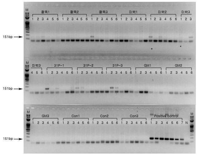 PCR product 전기영동결과. 9월 6일 채취한 시료에서 추출한 Extracellular DNA에서 옥수수 내재유전자 SSllb를 검출