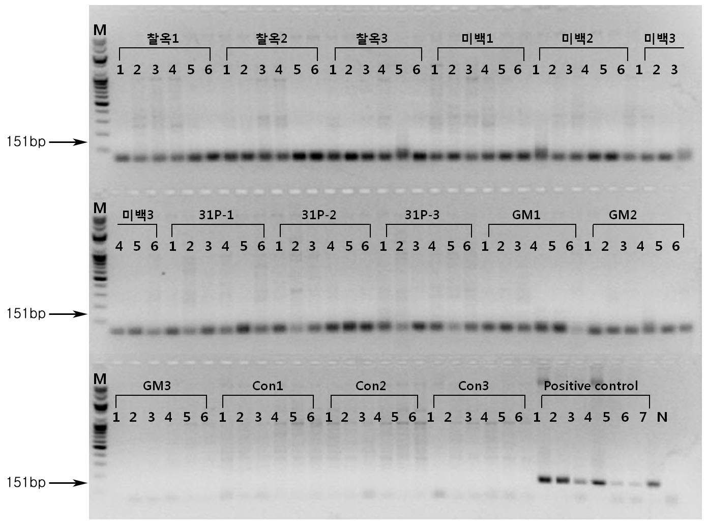 PCR product 전기영동결과. 9월 28일 채취한 시료에서 추출한 genomic DNA에서 옥수수 내재유전자 SSllb를 검출