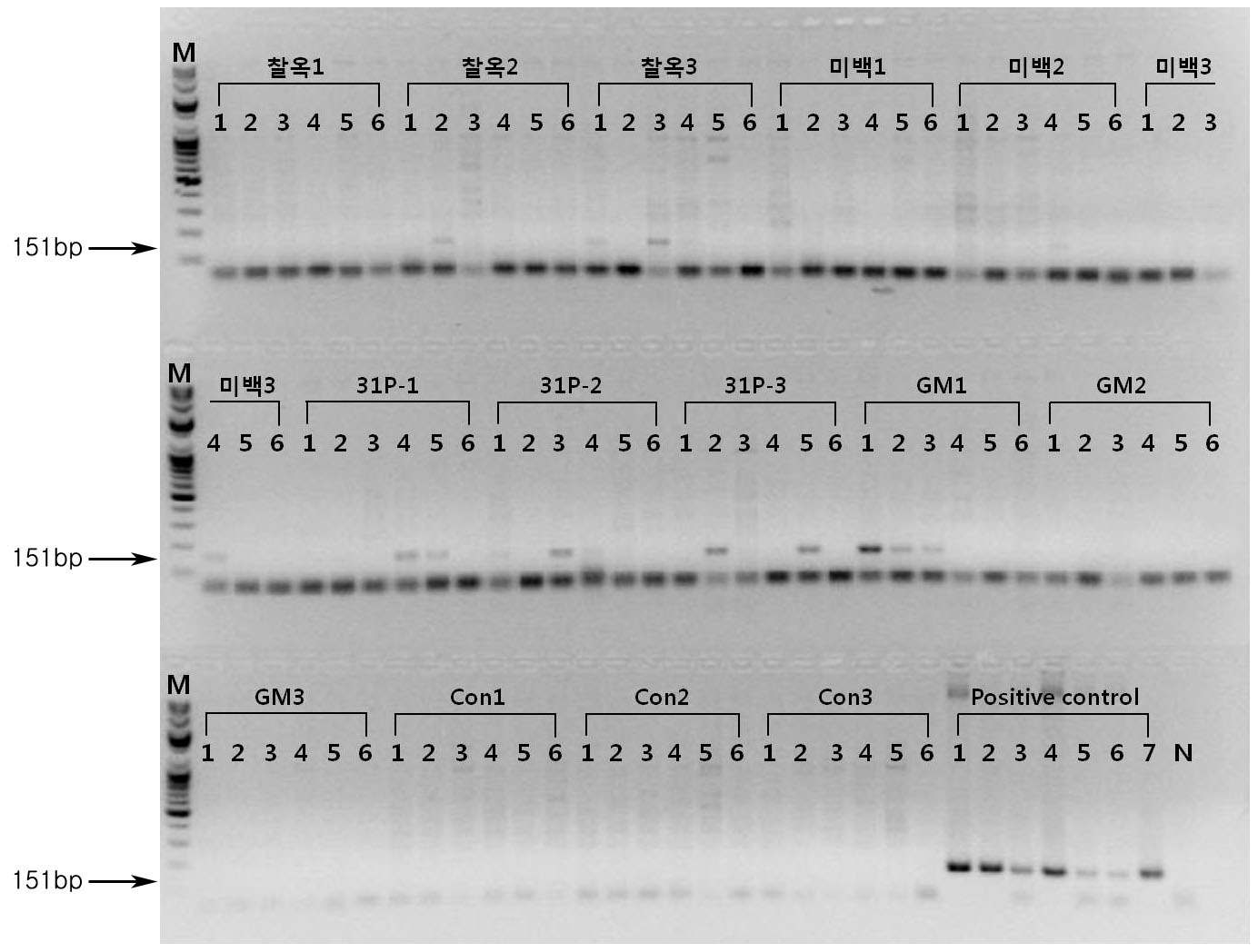 PCR product 전기영동결과. 10월 18일 채취한 시료에서 추출한genomic DNA에서 옥수수 내재유전자 SSllb를 검출