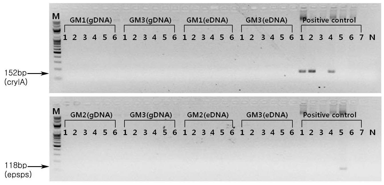 PCR product 전기영동결과. 8월 16일 채취한 시료에서 추출한genomic DNA와 Extracellular DNA에서 옥수수 도입유전자 cryIA, epsps를 검출