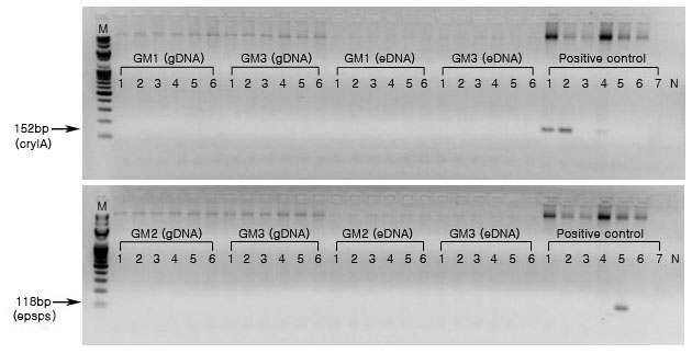PCR product 전기영동결과. 9월 6일 채취한 시료에서 추출한genomic DNA와 Extracellular DNA에서 옥수수 도입유전자 cryIA, epsps를 검출