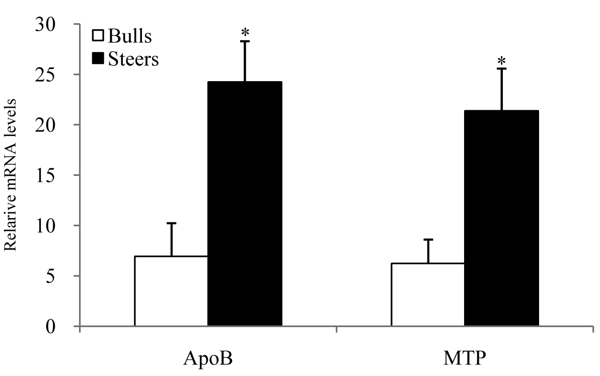 Expression of genes for apolipoprotein (ApoB) and microsomal triglyceride transfer protein (MTP) in the liver of bulls and steers. mRNA levels were determined by real-time PCR and normalized with ribosomal protein S9 gene. Values are in mean+SEM. *; P<0.05.