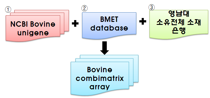 Diagram of collecting gene information for making bovine combimatrix array.