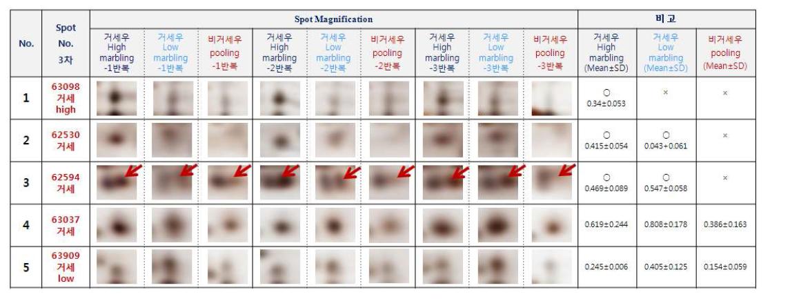 간조직에서 특이 단백질 spot에 대한 expression pattern 및 재현성 분석 결과