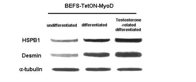 Testosterone 첨가시 BTM의 근육세포 분화 전후에 HSPB1 단백질 변화비교. DES: desmin (근육세포 분화 말기 marker). α-tubulin: housekeeping protein.