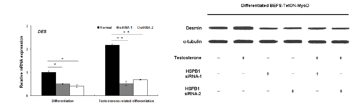 HSPB1의 siRNA 처리시 BTM의 근육세포 분화에 대한 미치는 영향.