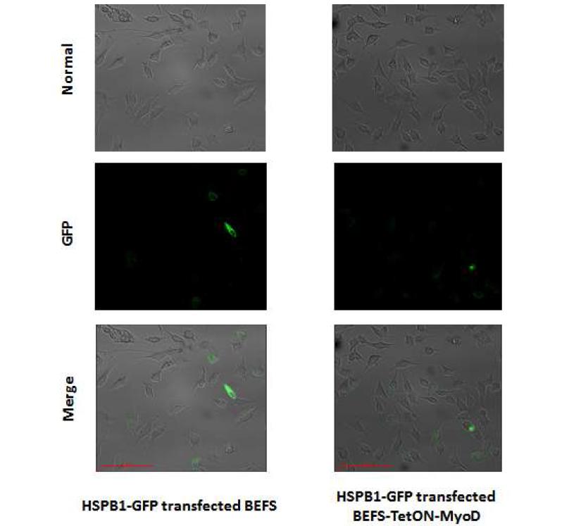 transfection 후 2일째 bovine cells line 확인