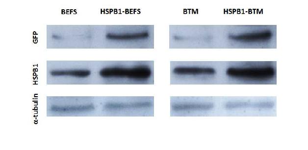 FACS sorting한 후 HSPB1-GFP vector transfected stable bovine cell