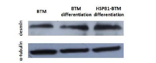 HSPB1 overexpression BTM의 근육분화 유도한 후 6 일째 myogenic marker 확인