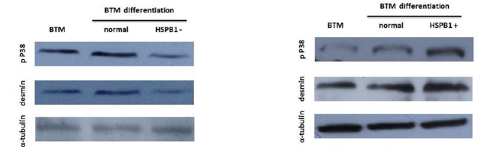 HSPB1 knockdown 및 overexpression의 BTM의 근육분화 유도한 후 6 일째 p P38 protein확인