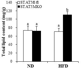 Lipid and triglyceride content in gastronemius of STAT5 fl/fl and STAT5 MKO mice fed either normal control diet or high fat diet for 16 weeks.