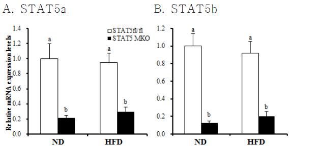 STAT5a/b expression levels in quadriceps of STAT5 fl/fl and STAT5 MKO mice fed either normal control diet or high fat diet for 16 weeks.