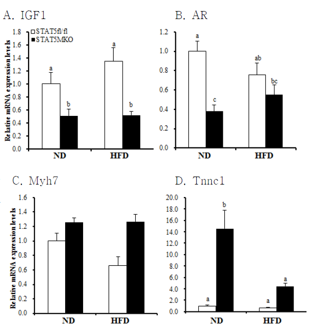 mRNA expression levels of STAT5 target genes (A; IGF-1, B; AR) and muscle fiber type genes(C; Myh7, D; Tnnc1) in quadriceps of STAT5 fl/fl and STAT5 MKO mice fed either normal control diet or high fat diet. mRNA levels were determined by real-time PCR and normalized with β-actin (n=7-8).