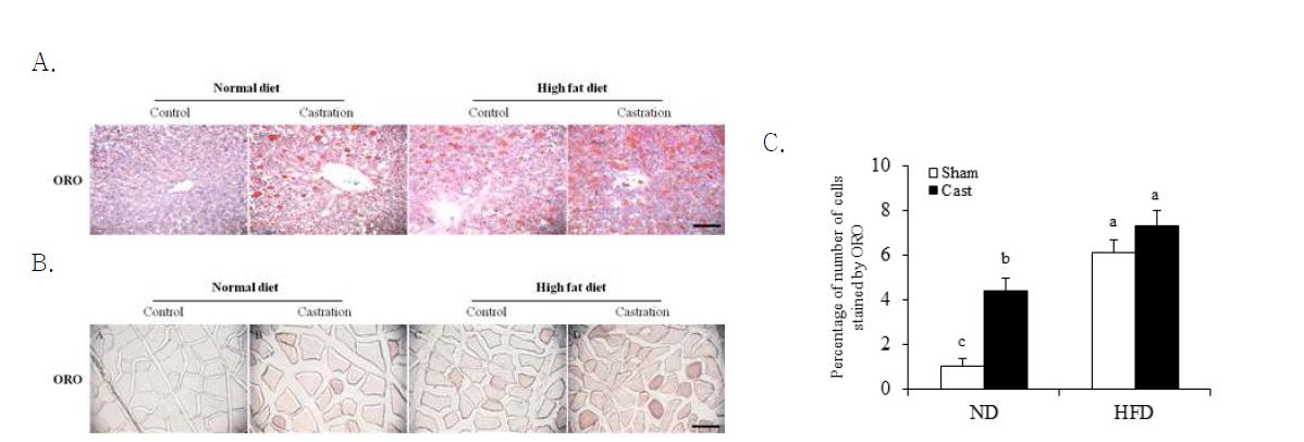 Oil Red O (ORO)-staining of liver (A) or longissimus dorsi (LD; B) muscle tissues of sham–operated control and castrated (Cast)-male rats fed either normal diet (ND) or high fat diet (HFD).