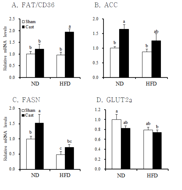 mRNA levels of fatty acid translocase (FAT/CD36, A), acetyl-coA carboxylase (ACC, B), fatty acid synthesis (FASN, C), and glucose transporter 2 (GLUT2, D) genes in the liver were measured in control sham-operated and castrated (Cast)-male rats fed either normal chow diet (ND) or high fat diet (HFD).