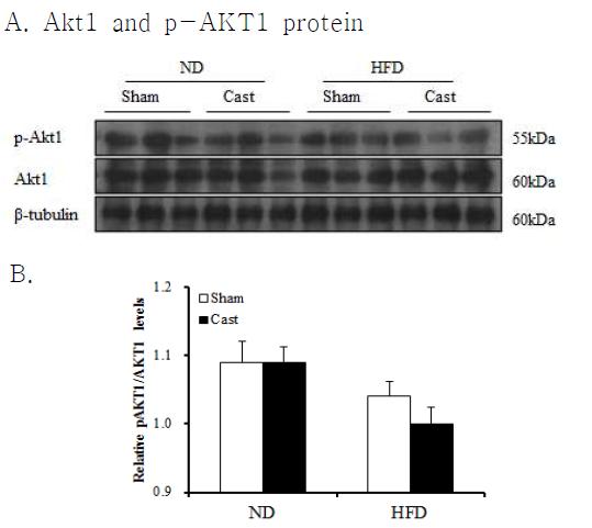 Protein levels of insulin signaling Akt1 and phospho-Akt1 in longissimus dorsi muscle tissues were measured by Western in sham-operated and castrated (Cast)-male rats fed either normal diet (ND) or high fat diet (HFD).