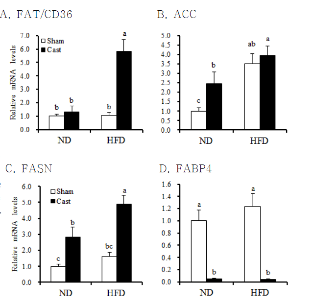 mRNA levels of fatty acid translocase (FAT/CD36, A), acetyl-coA carboxylase (ACC, B), fatty acid synthesis (FASN, C), and glucose transporter 4 (GLUT4, D) genes in the subcutaneous adipose tissues were measured in control sham-operated and castrated (Cast)-male rats fed either normal chow diet (ND) or high fat diet (HFD).