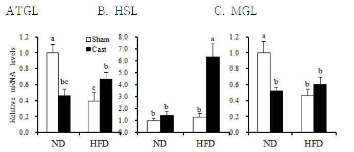 mRNA levels of triglyceride lipase (ATGL, A), hormone-sensitive lipase (HSL, B), and monoglyceride lipase (MGL, C)genes in the subcutaneous adipose tissues were measured in control sham-operated and castrated (Cast)-male rats fed either normal chow diet (ND) or high fat diet (HFD).