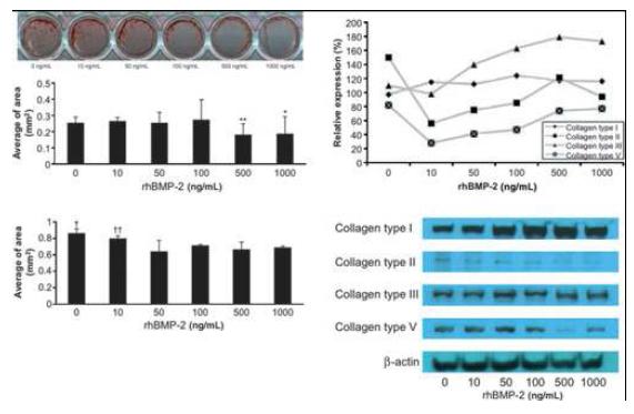 BMP-2에 의해 collagen-producing fibroblast의 분화는 억제되어 collagen 형성이 감소한다.