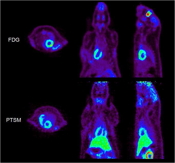 그림 6. 소동물 PET을 이용한 F18-FDG와 Cu64-PTSM 영상