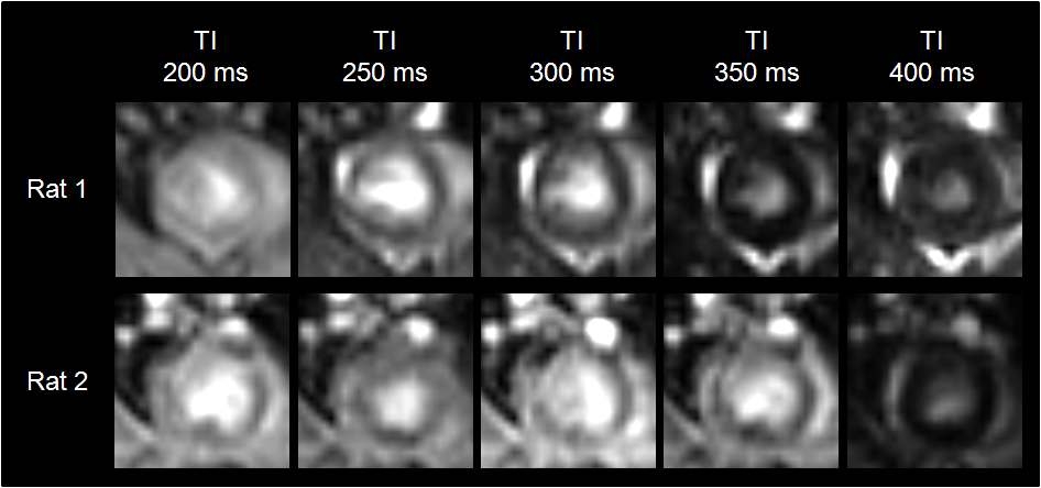 그림 11. TI에 따른 정상심근의 MR 신호 강도. 쥐 1에서는 TI를 350 ms로 설정하였을 때심근조직의 신호가 떨어져 보였으며