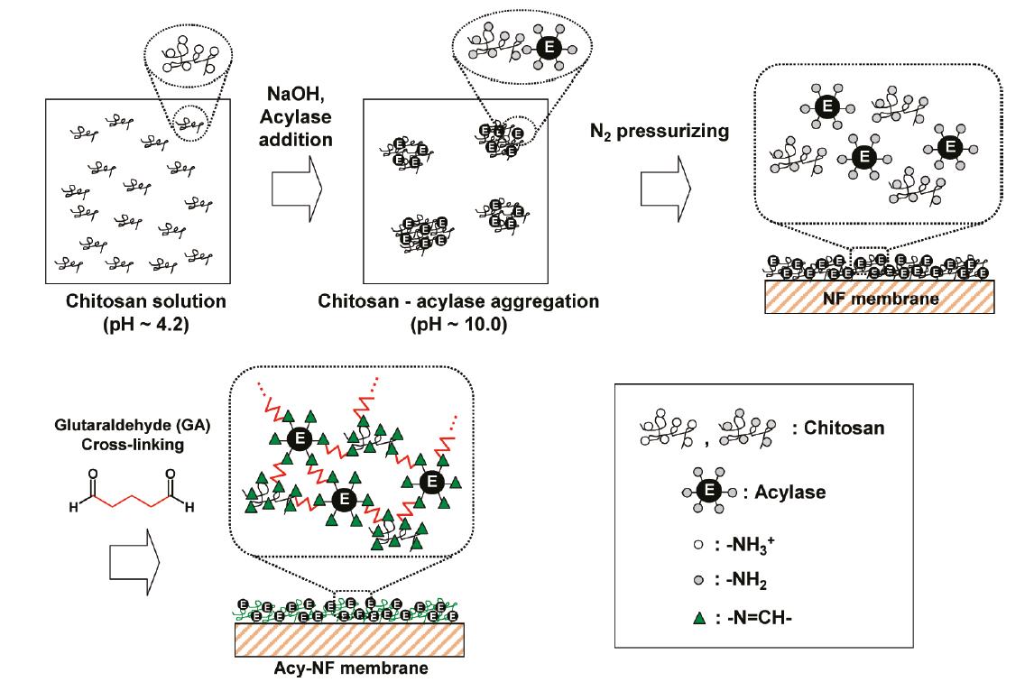 Chitosan-acylase matrix를 GA로 가교하여 고정화한 정족수 감지 억제 나노여과막 제조 개략도