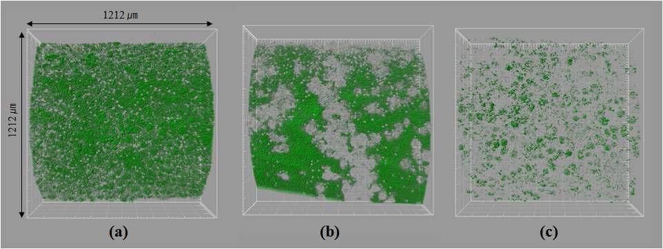 정족수 감지 억제 미생물 고정화 담체를 적용한 MBR의 분리막 표면에 형성된 생물막의 CLSM 이미지. (a)control (b)유동성 담체 (c)정족수 감지 억제 미생물 고정화 담체 를 적용한 MBR