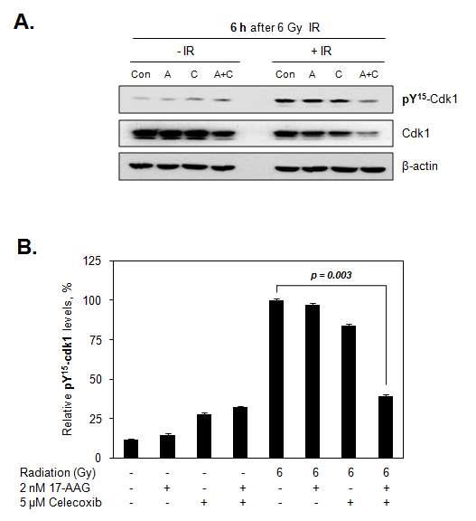 The combined treatment of 17-AAG and celecoxib cooperatively decreased level of pTyr15-Cdk1 after IR treatment.