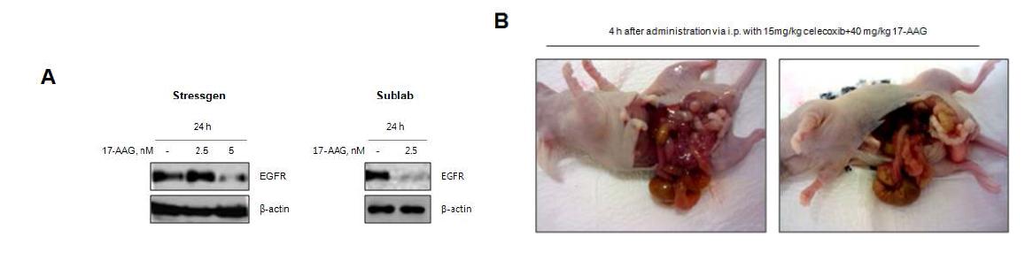 The effect comparison of 17-AAG from Stressgen and Sublab (A), and analysis of drugaggregation in intraperitoneum 4 h after administration with celecoxib and 17-AAG (B).