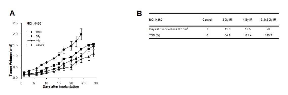 Tumor growth delay assay after irradiation with single shot IR or triple shot of 3.3 Gy IR innude mice implantated with NCI-H460 (4X106 cells).