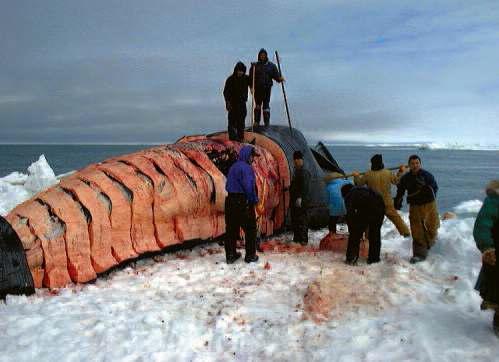 알래스카 에스키모 포경 협회(Alaska Eskimo Whaling Commission)에 의해 수립된 포경 할당량 규약 아래 활동하는 알래스카 Barrow의 북극고래 포경 산업