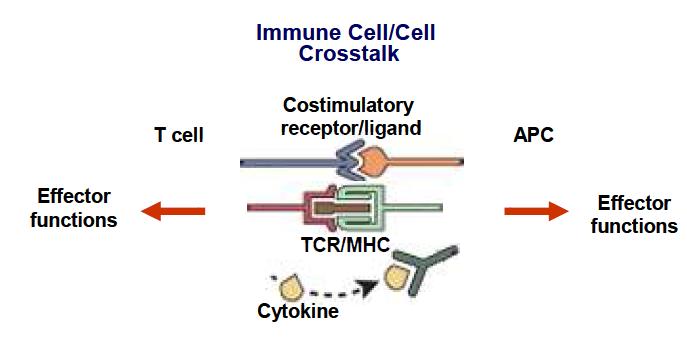 면역세포간 crosstalk 의 개념도