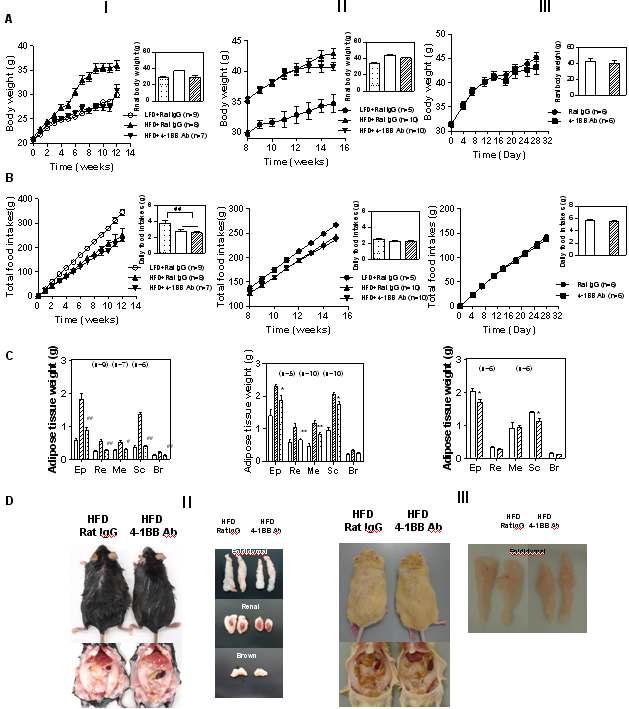 Effect of 4-1BB stimulation on body weight, adiposity, and food intake.